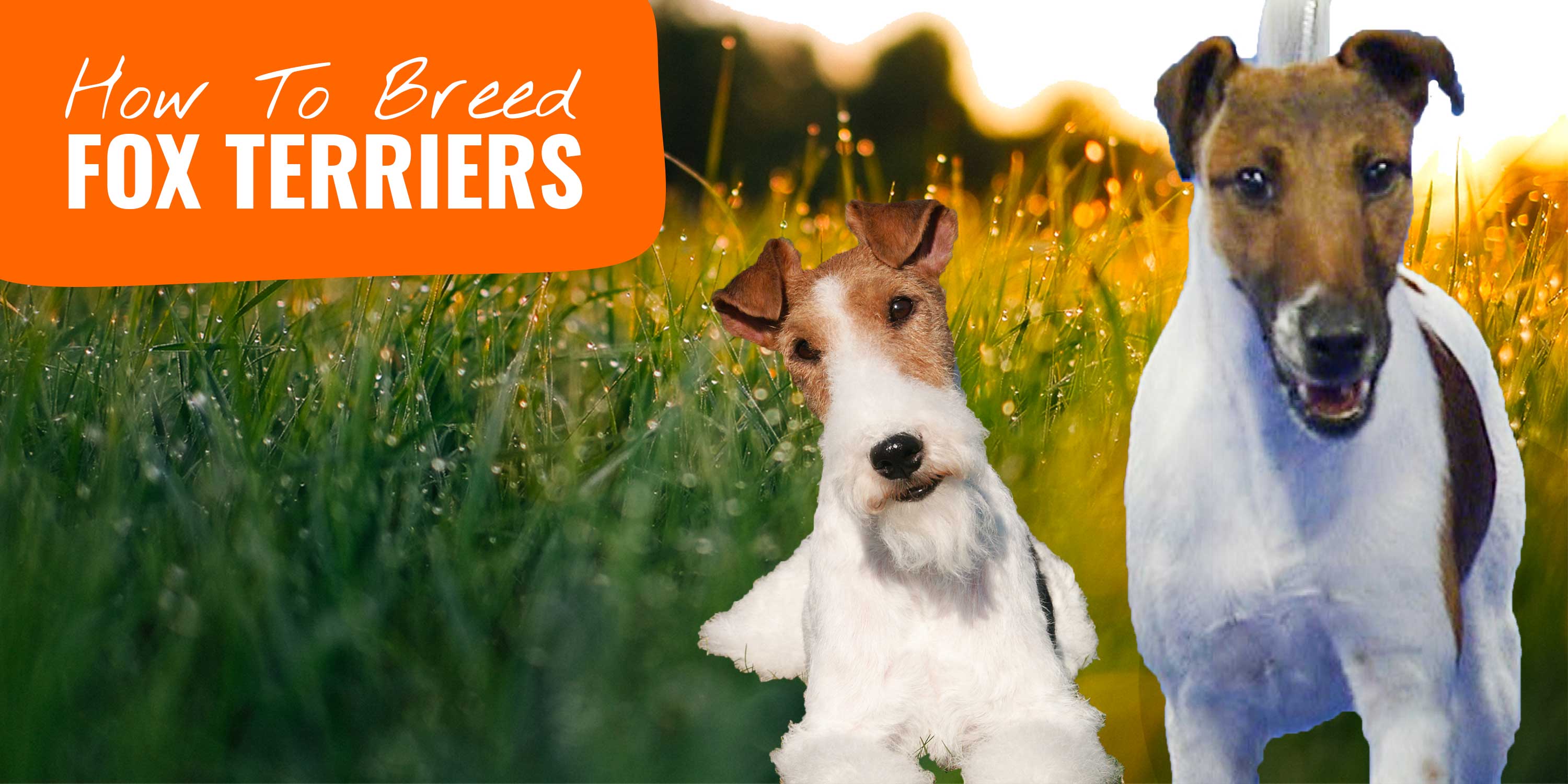 smooth fox terrier hypoallergenic dogs