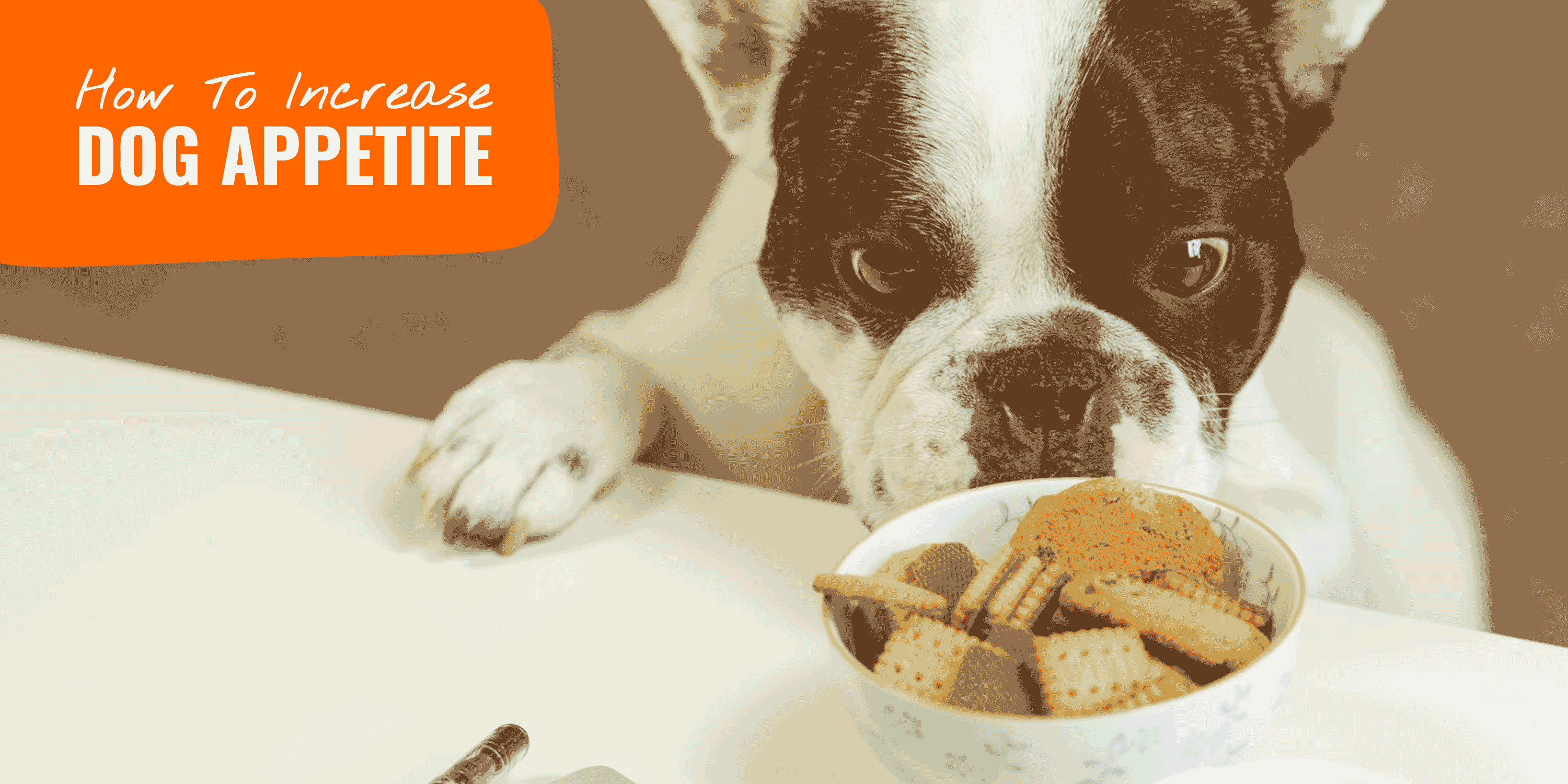 how-to-increase-dog-appetite-palatability-exercise-tips