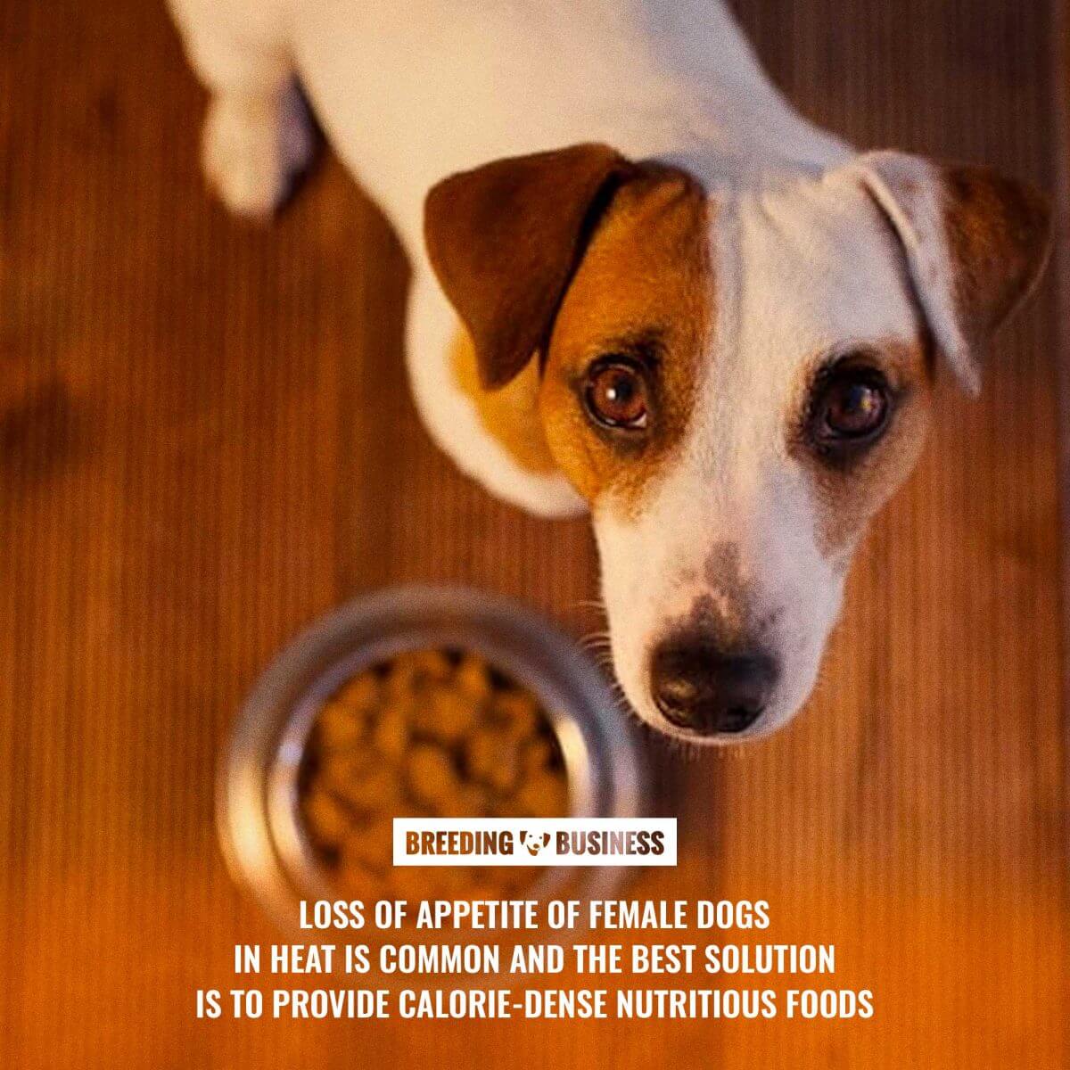 loss of appetite during a dog estrus cycle