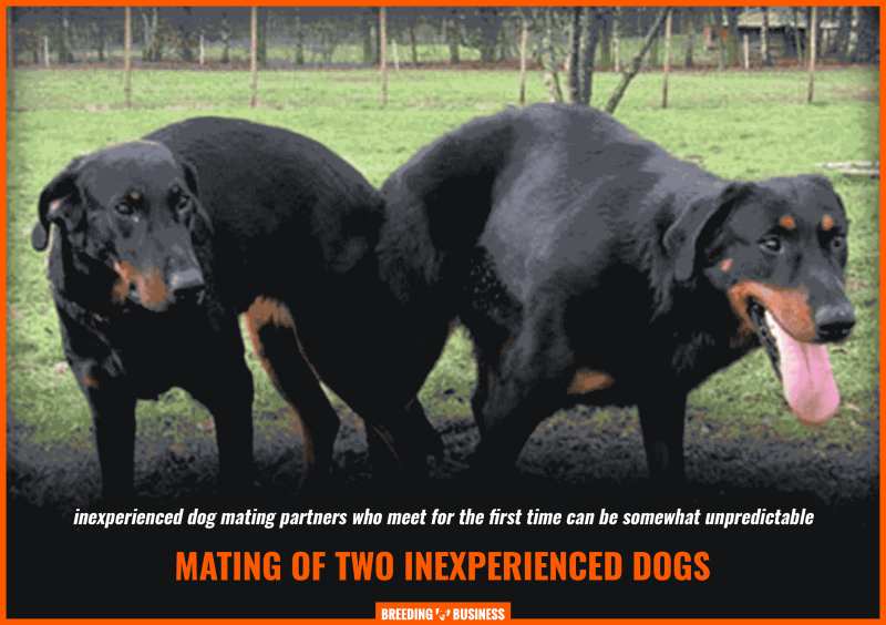 mating of inexperienced dogs