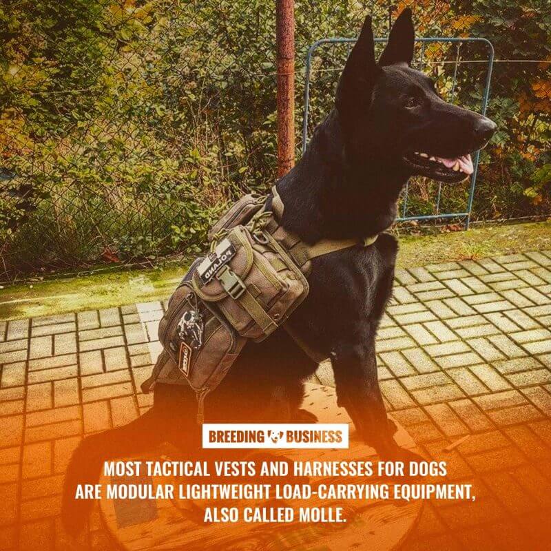 plate carrier for dogs