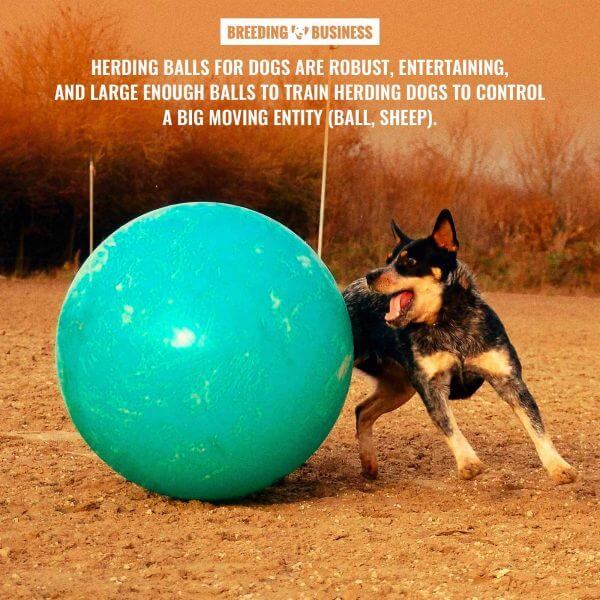 10 Best Herding Balls for Dogs Reviews, Materials, Durability & Sizes