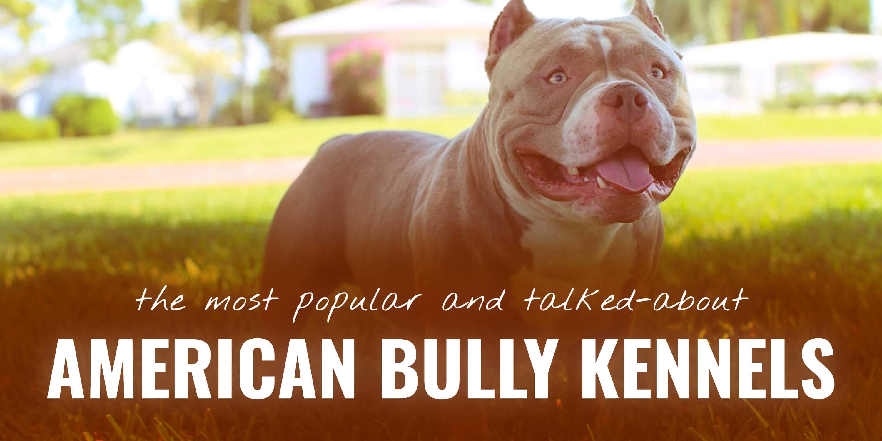 top american bully kennels