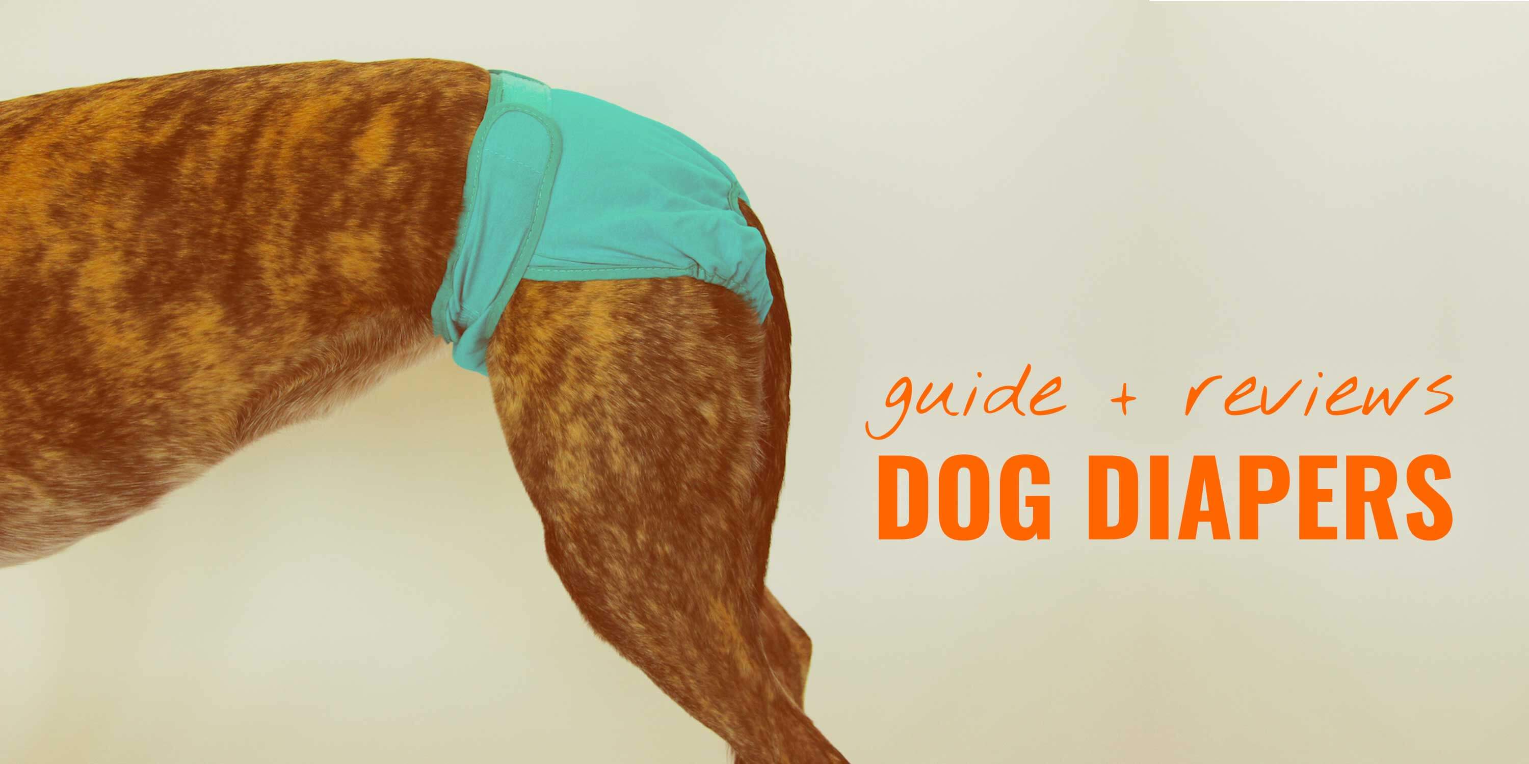 boy dog pee diaper