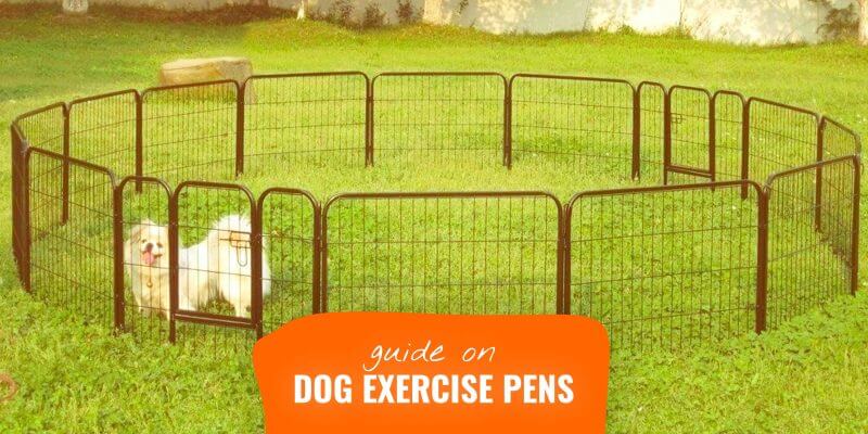 dog exercise fence