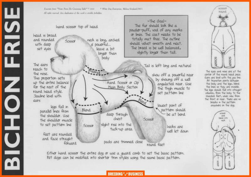 bichon frise standard appearance