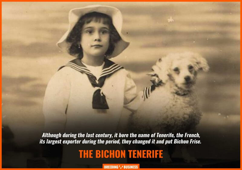 bichon tenerife