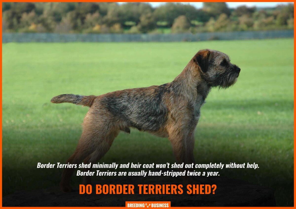 How To Breed Border Terriers History Best Practices Health