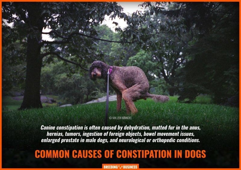 causes of constipation in dogs