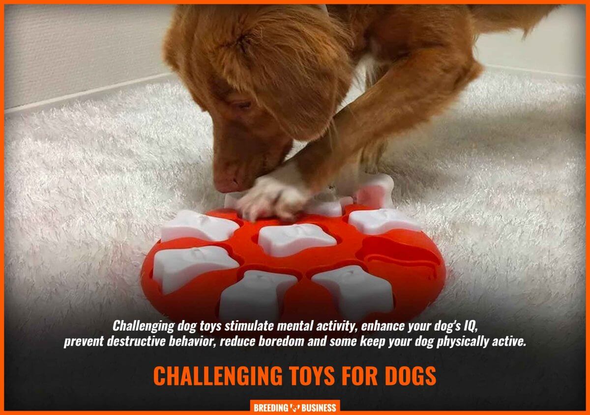 definition of challenging dog toys