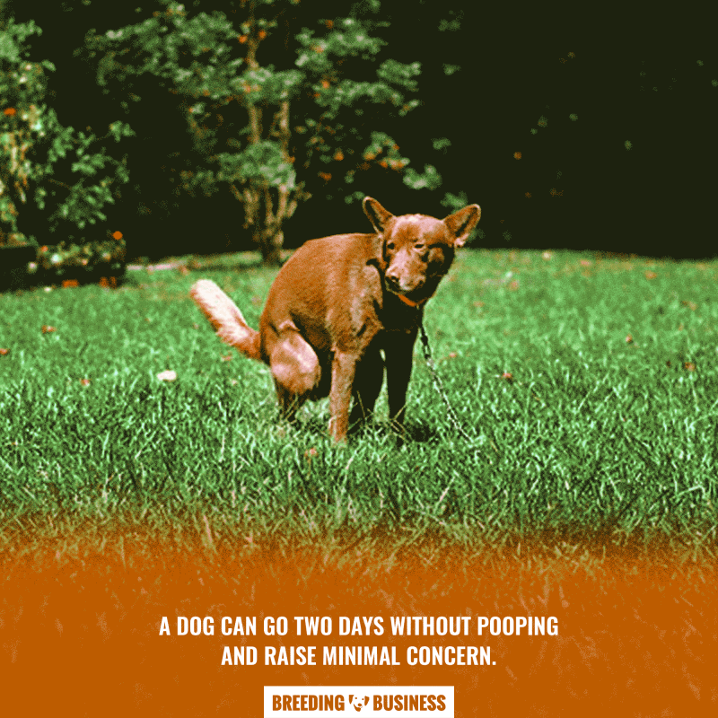constipated dog schedule