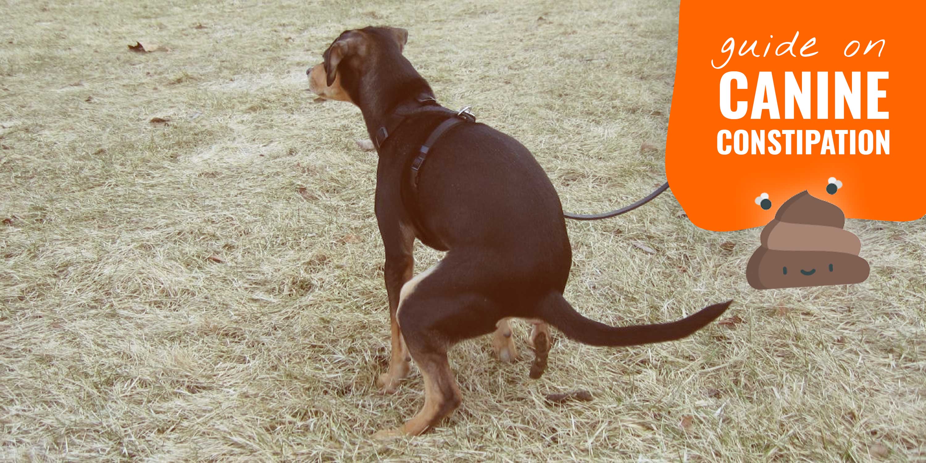 Constipation In Dogs Symptoms Treatments Prevention FAQ