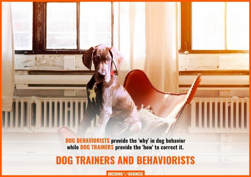 Dog Behaviorist Vs Dog Trainer What S The Difference