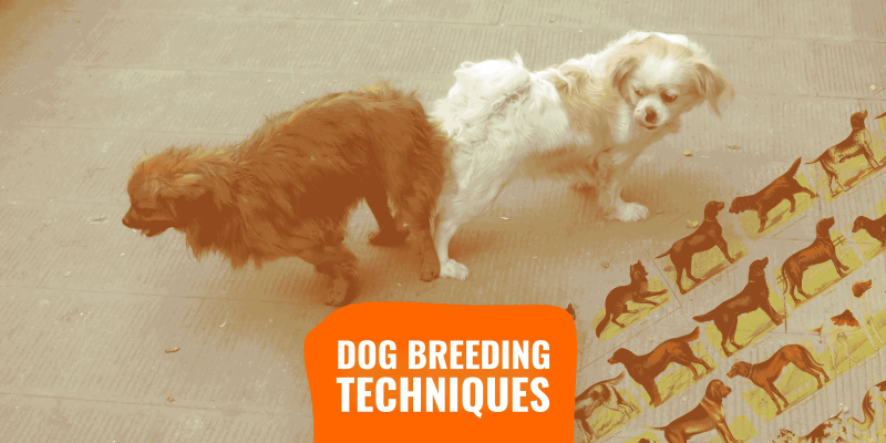 Dog Breeding Techniques – List, Definitions, Use Cases, Pros & Cons