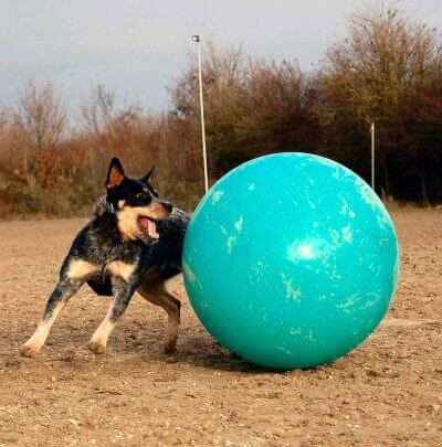 dog exercise ball / treiball
