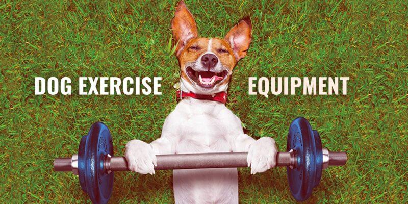 dog fitness equipment