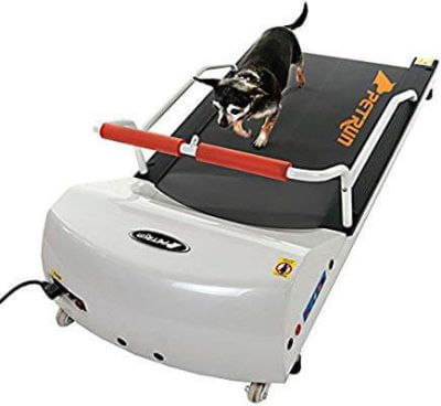 dog treadmill