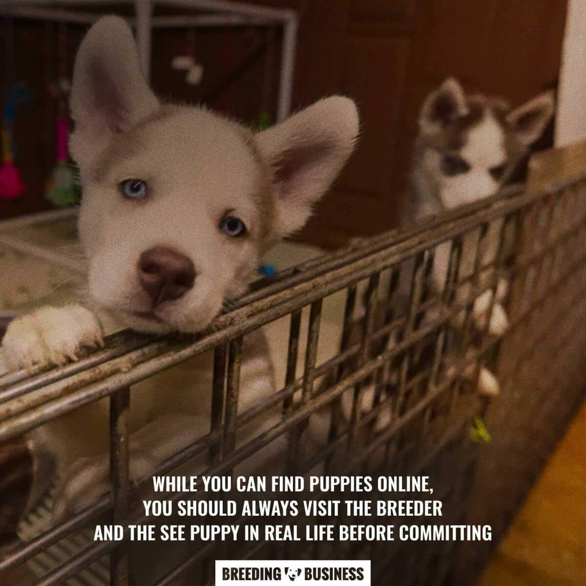 finding a breeder online