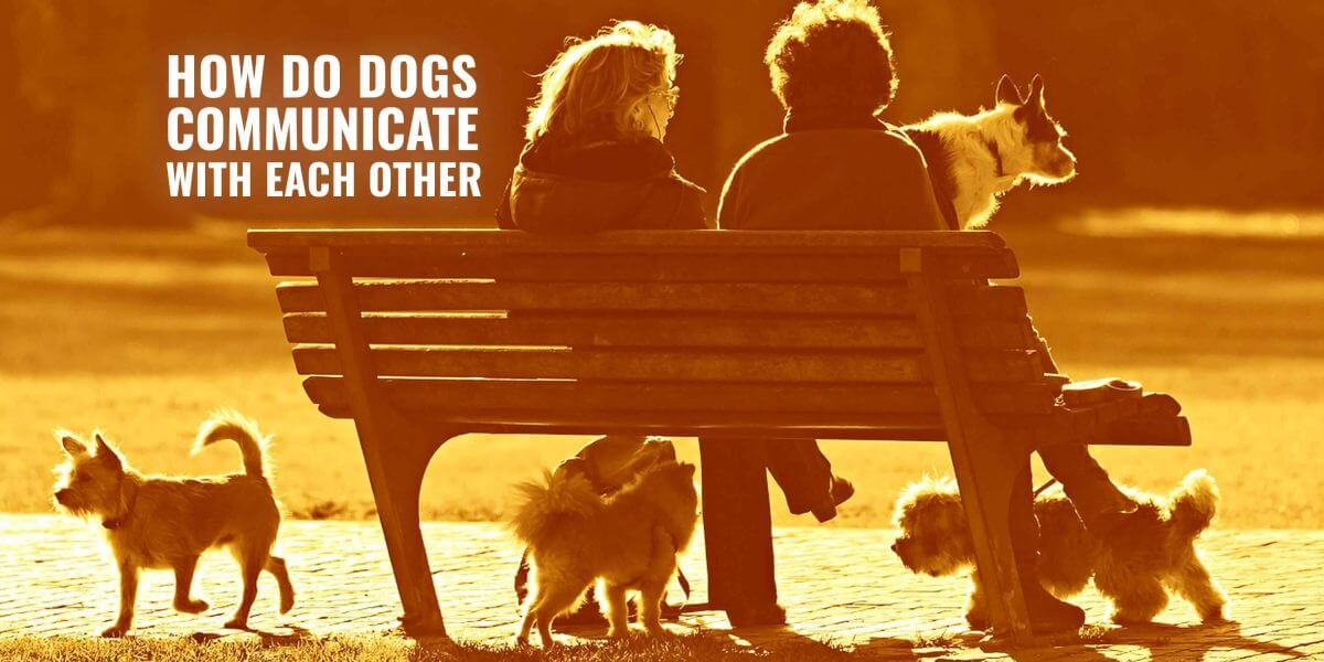 dogs communicating