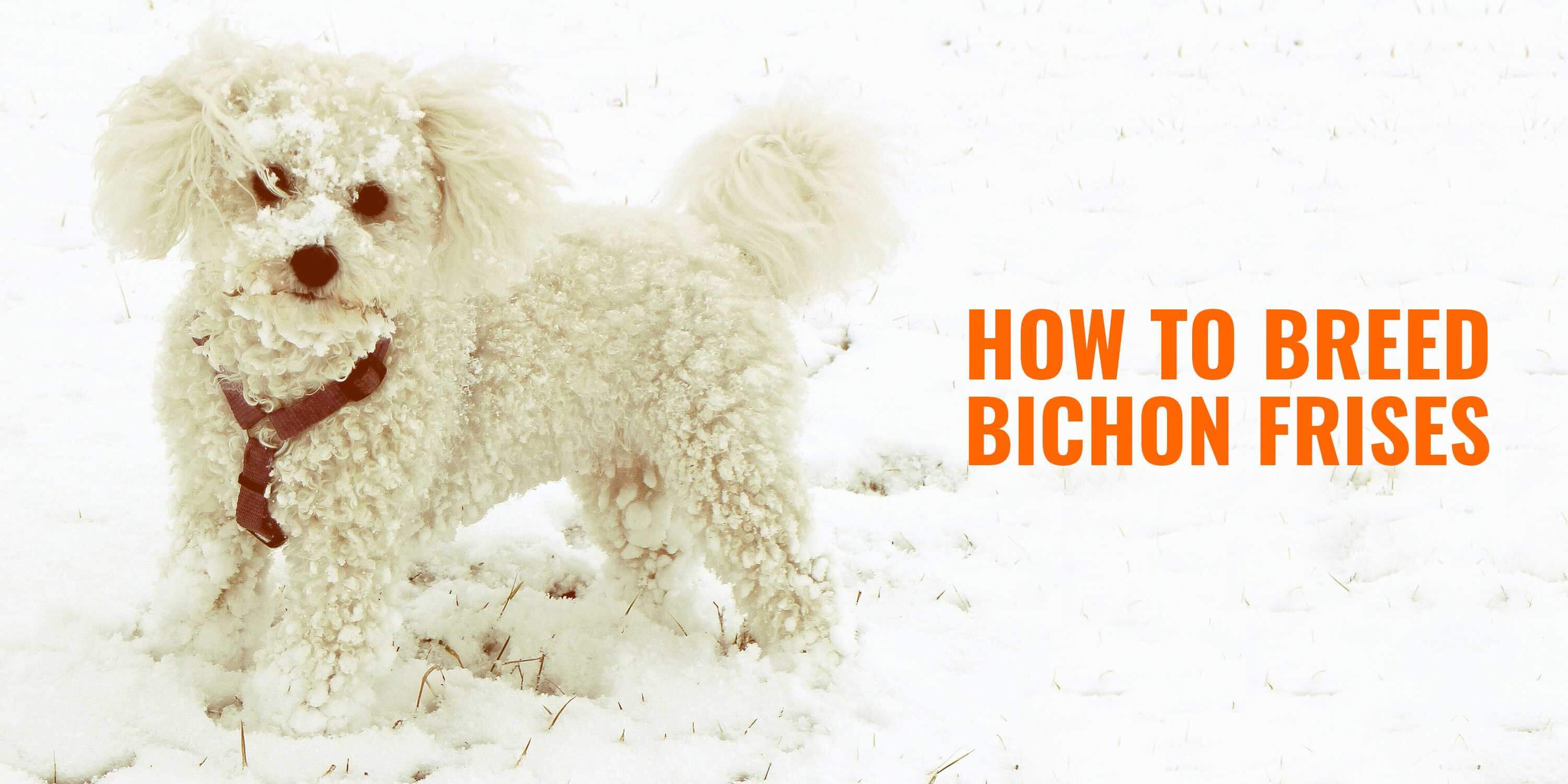 How To Breed Bichon Frises History Health Litter Management