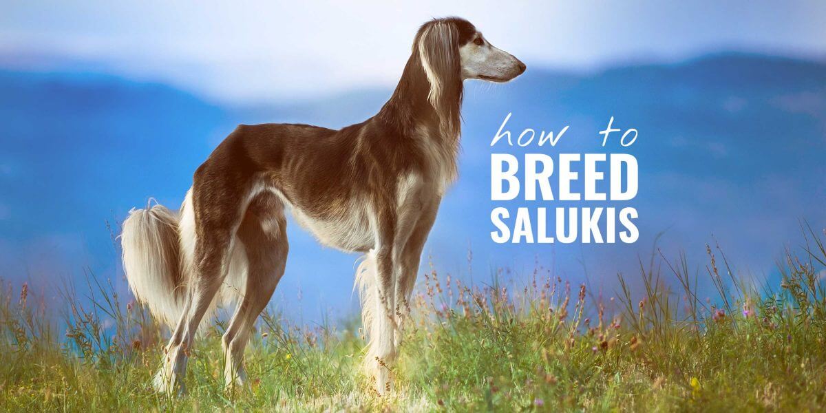 saluki breed
