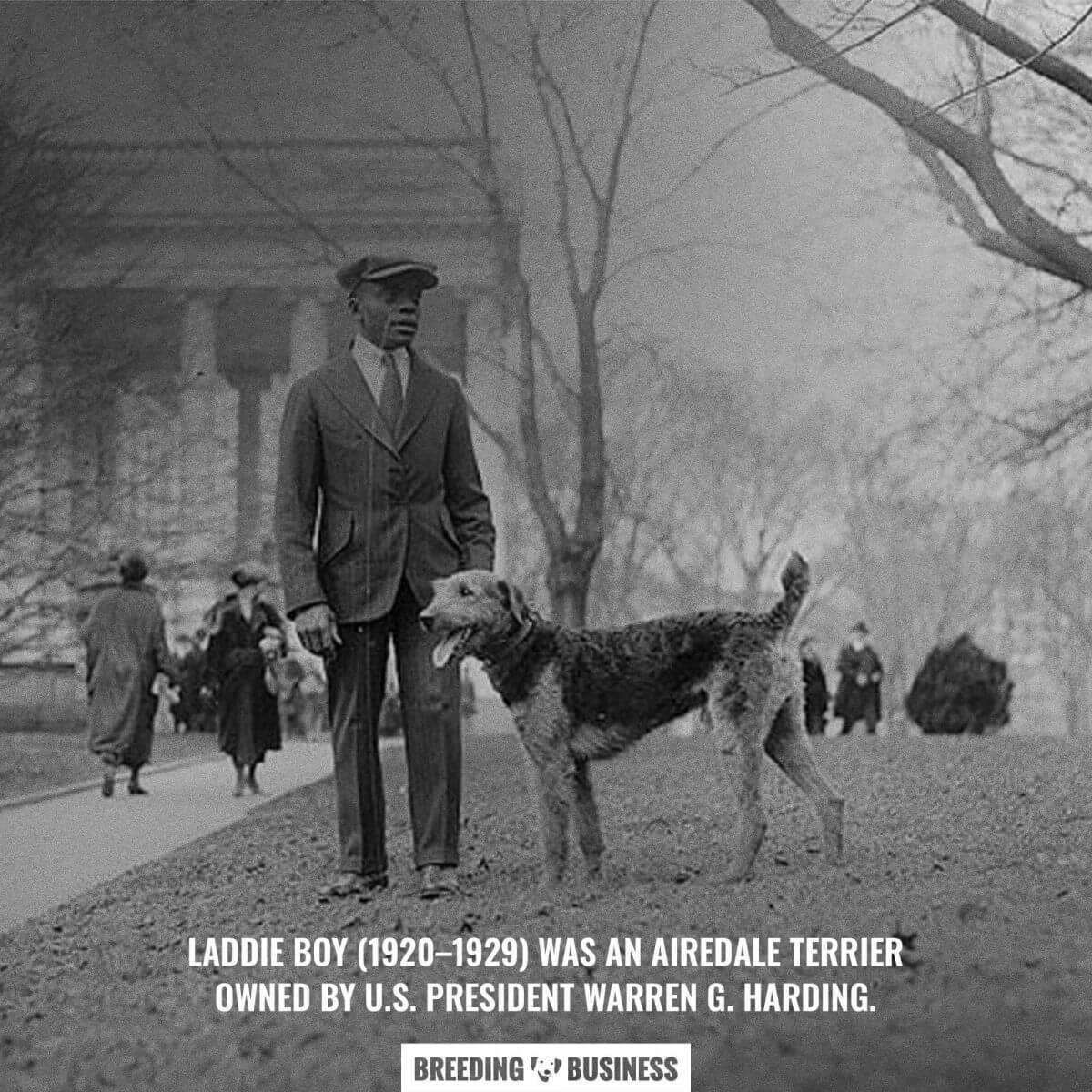 laddie boy, the white house airedale terrier