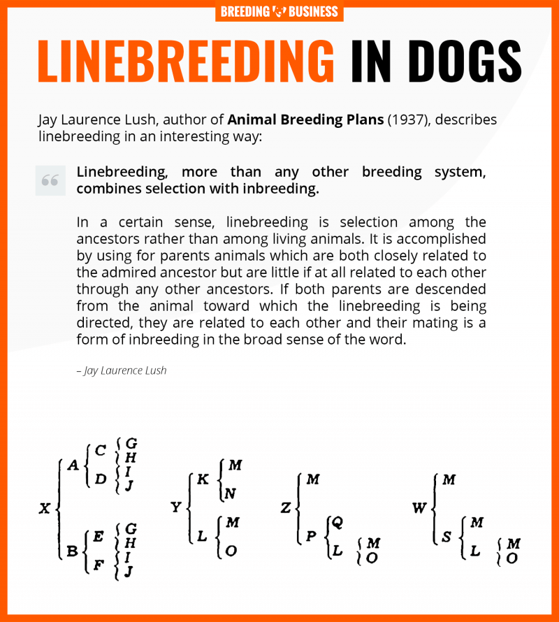 line breeding dogs