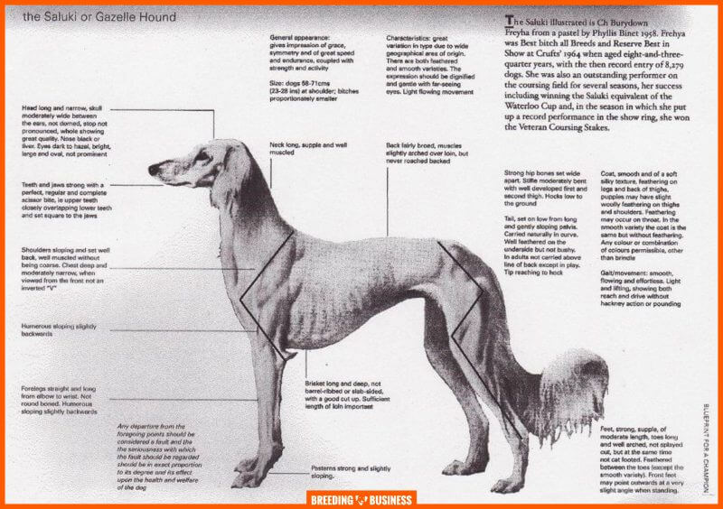 saluki breed standard