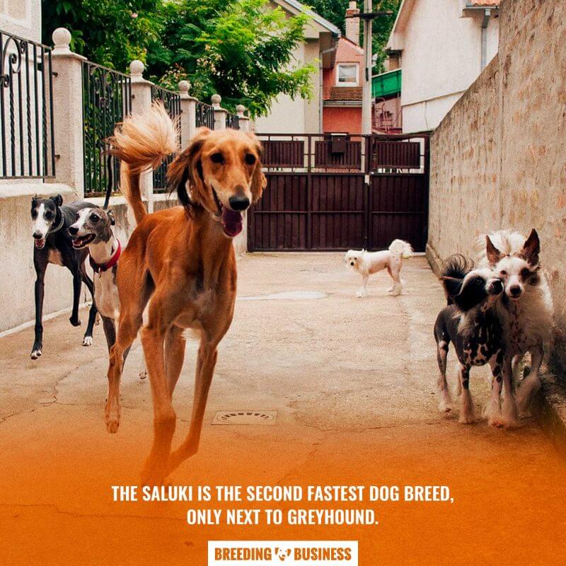 saluki speed (at racing)