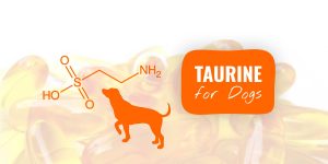 taurine levels in dogs