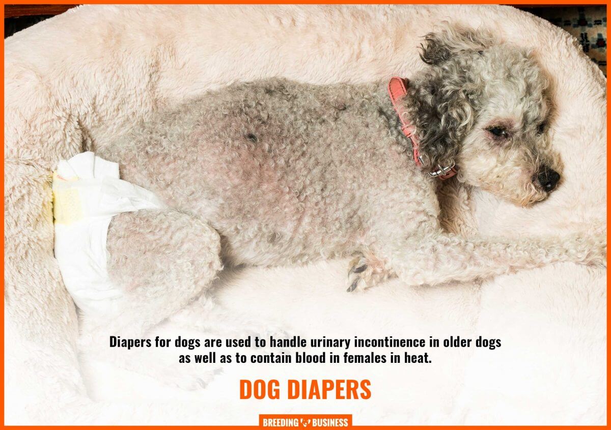 using diapers for dogs
