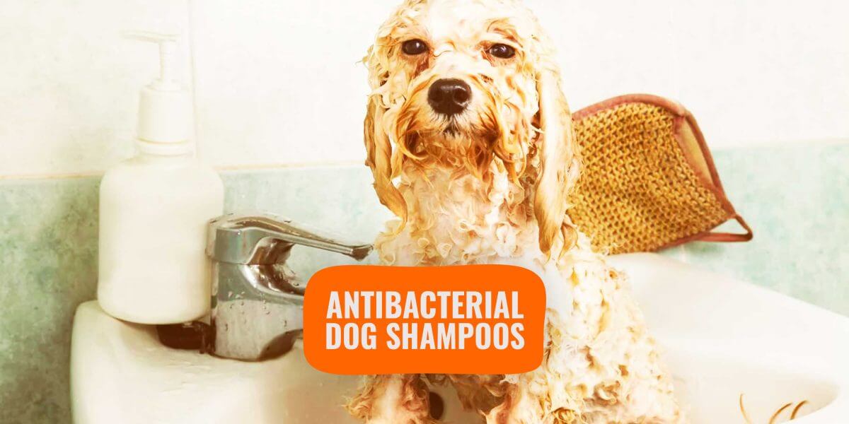antibiotic dog shampoo