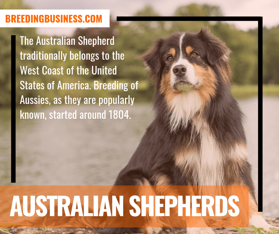 australian shepherds (american dog breed)
