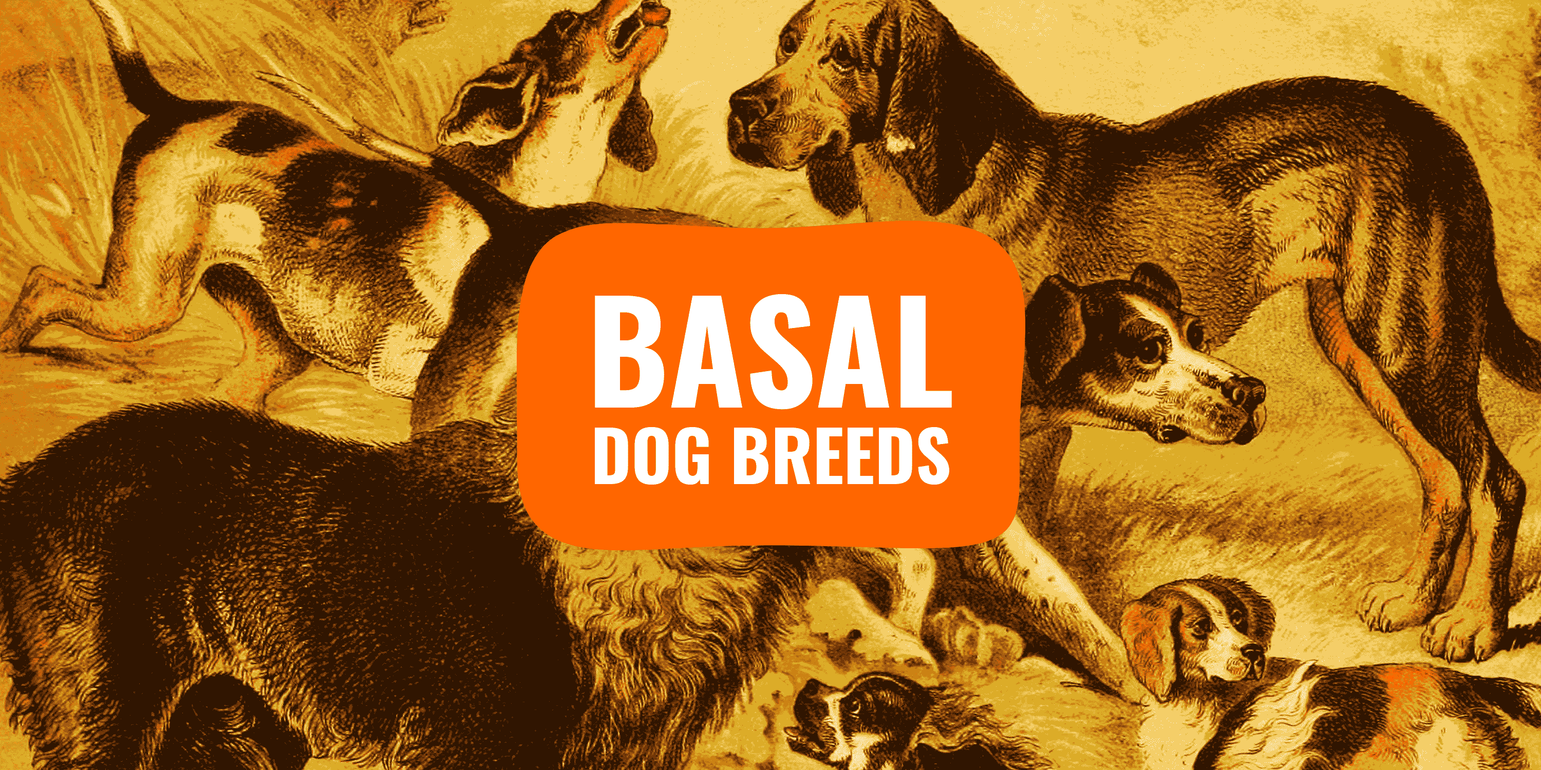 Basal Dog Breeds Definition, List, Studies & Scientific Research