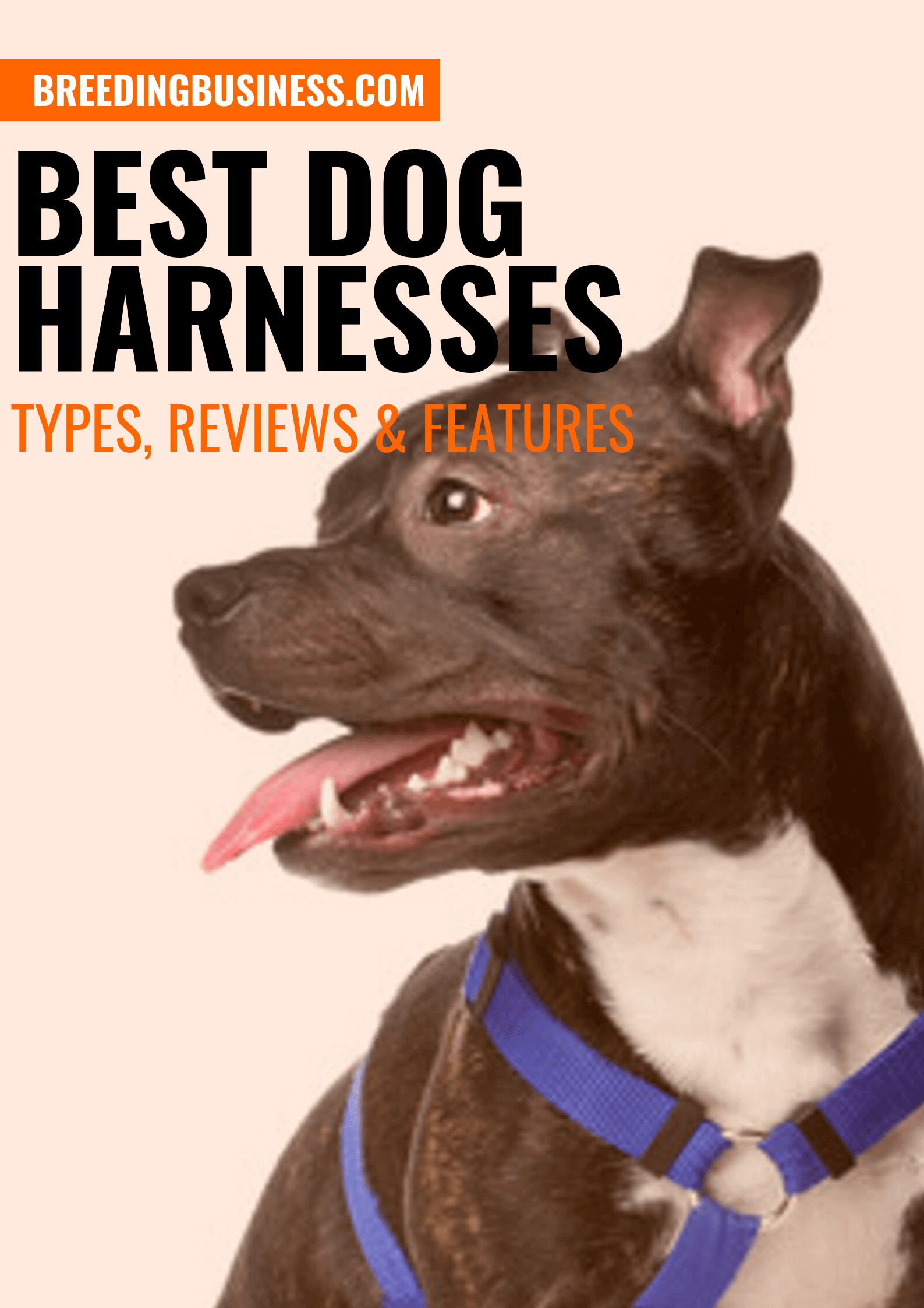 Best Dog Harnesses – Types, Reviews & Top Features