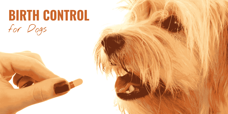 dog birth control pills