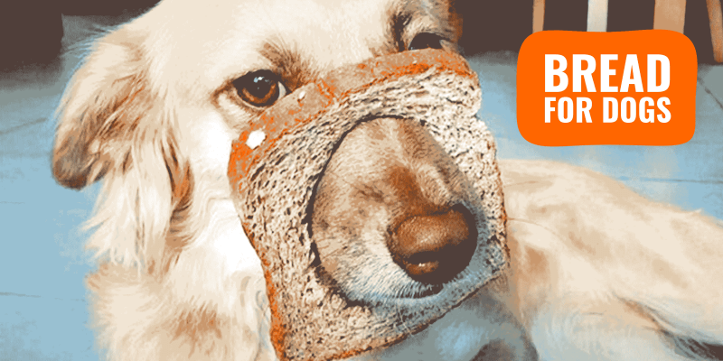 can dogs eat wholemeal bread