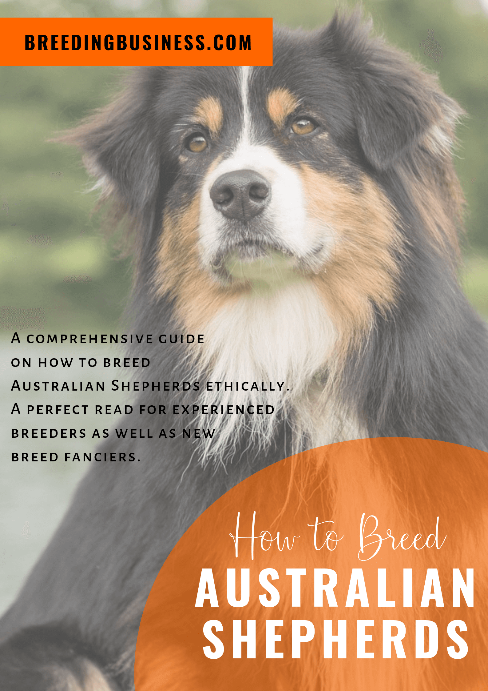 How To Breed Australian Shepherds — FREE Guide (Health, Litters, FAQ)