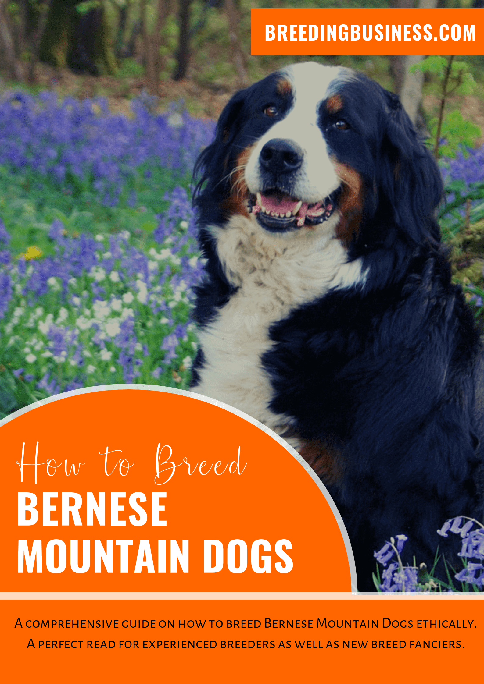 breeding Bernese Mountain Dogs