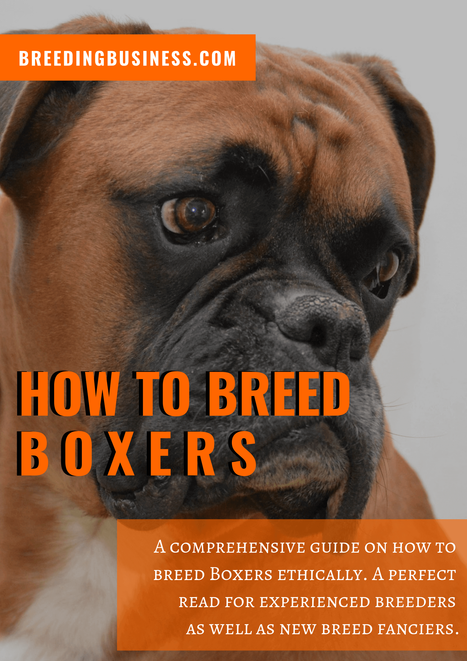 breeding Boxers