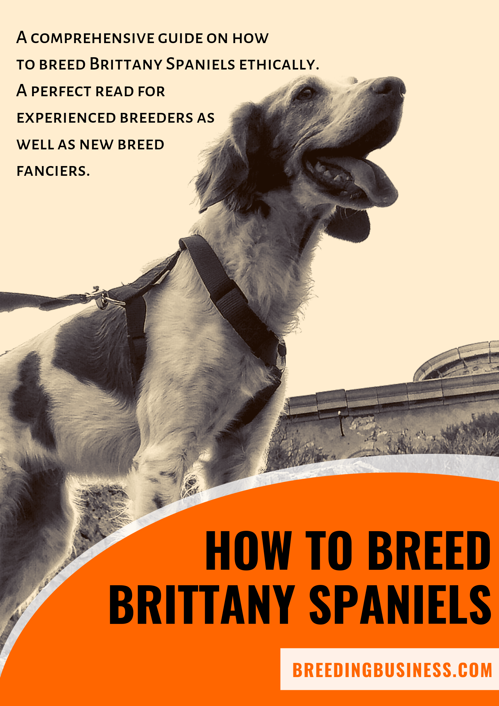 breeding Brittany Spaniels