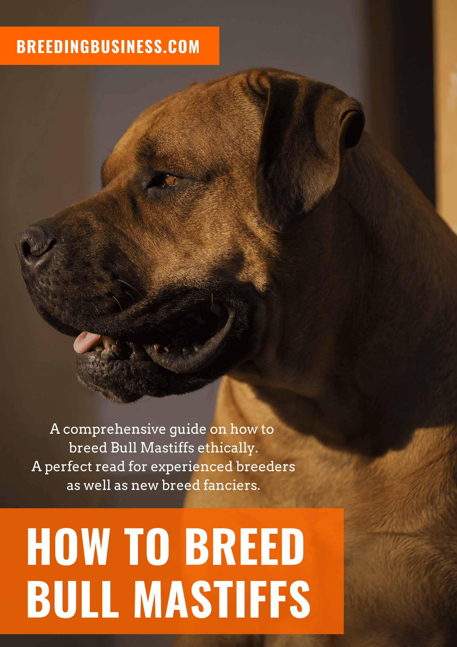 breeding Bull Mastiffs