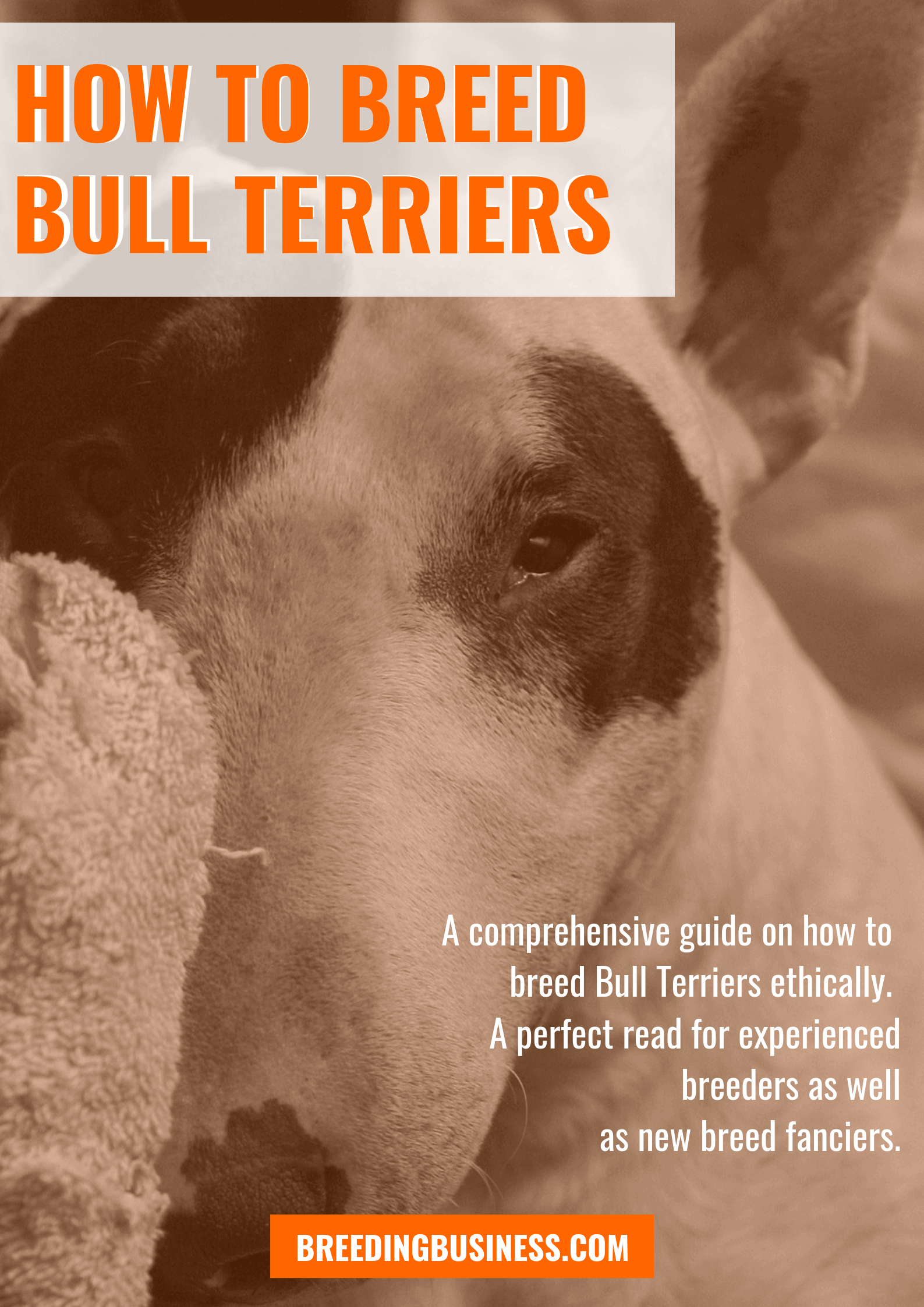 breeding Bull Terriers