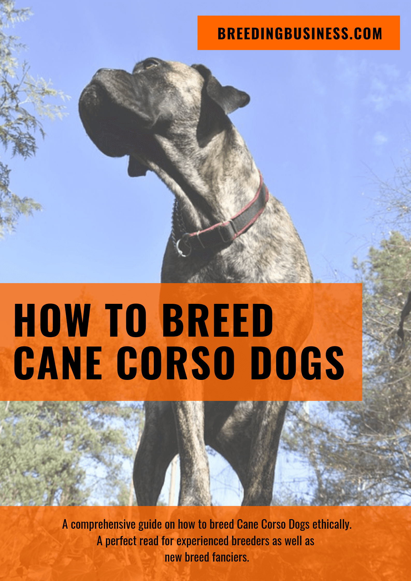 breeding Cane Corsos