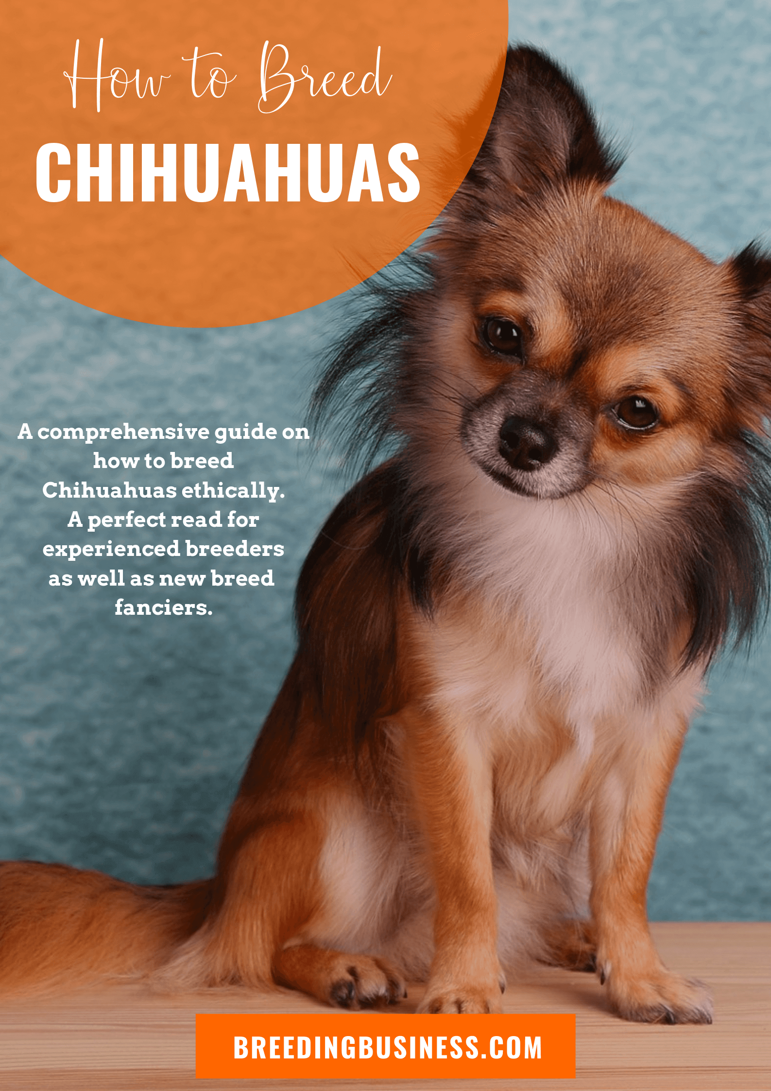 chihuahua breeding guide