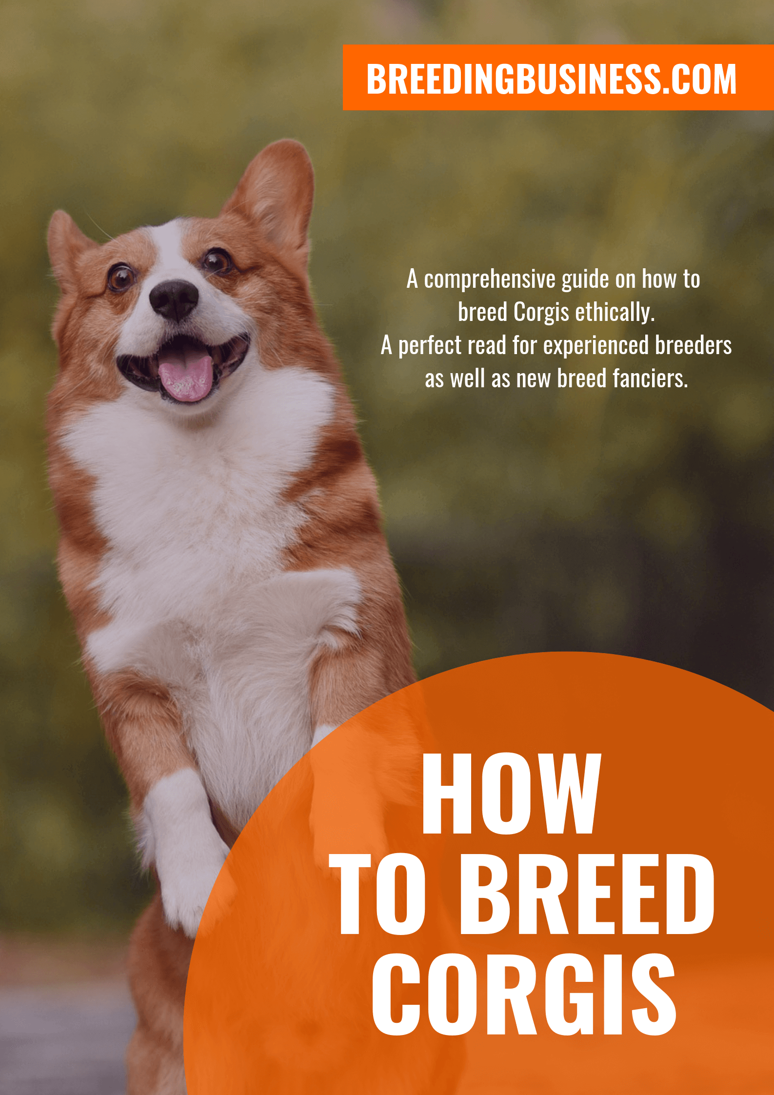 breeding Corgis