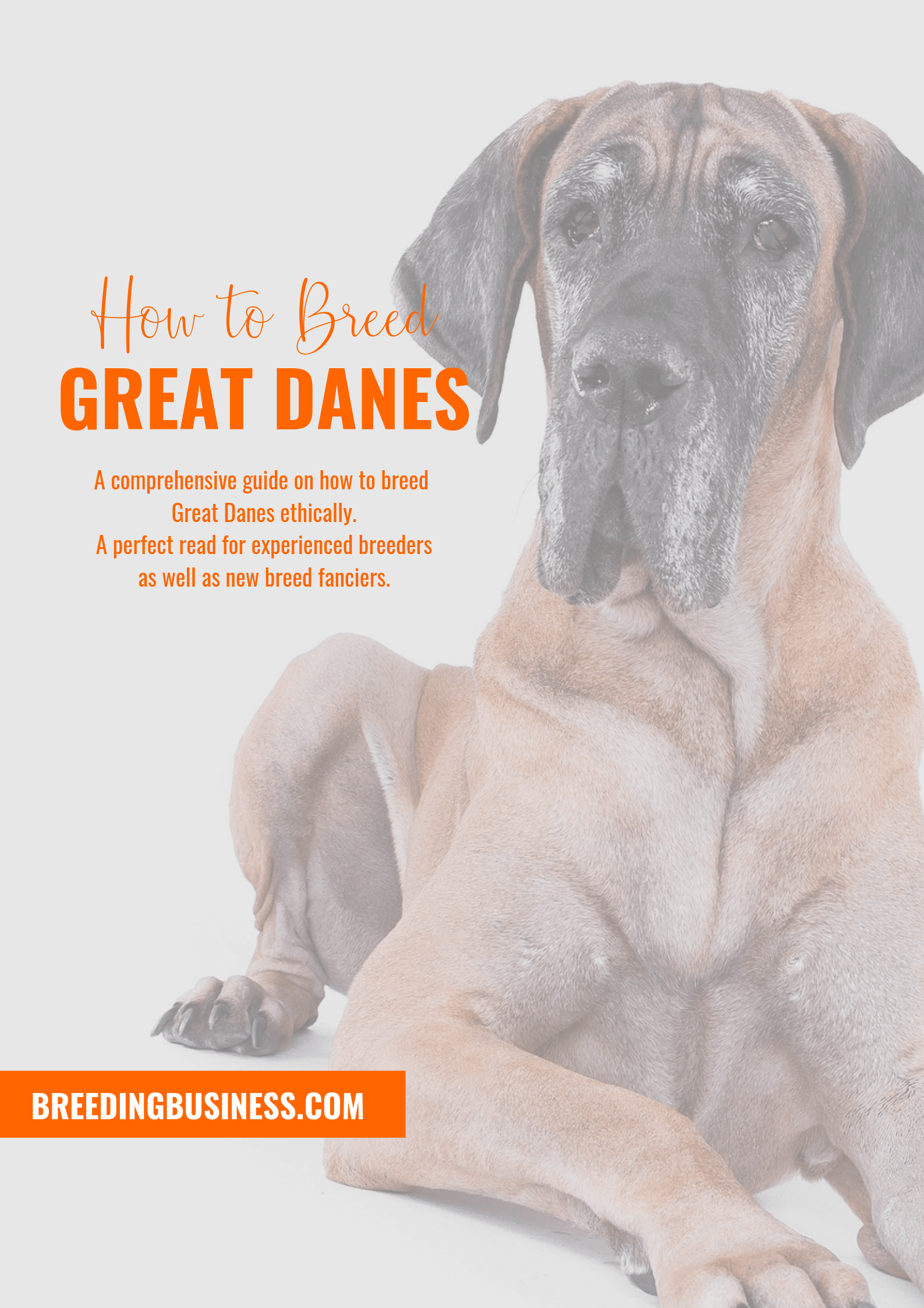 breeding Great Danes