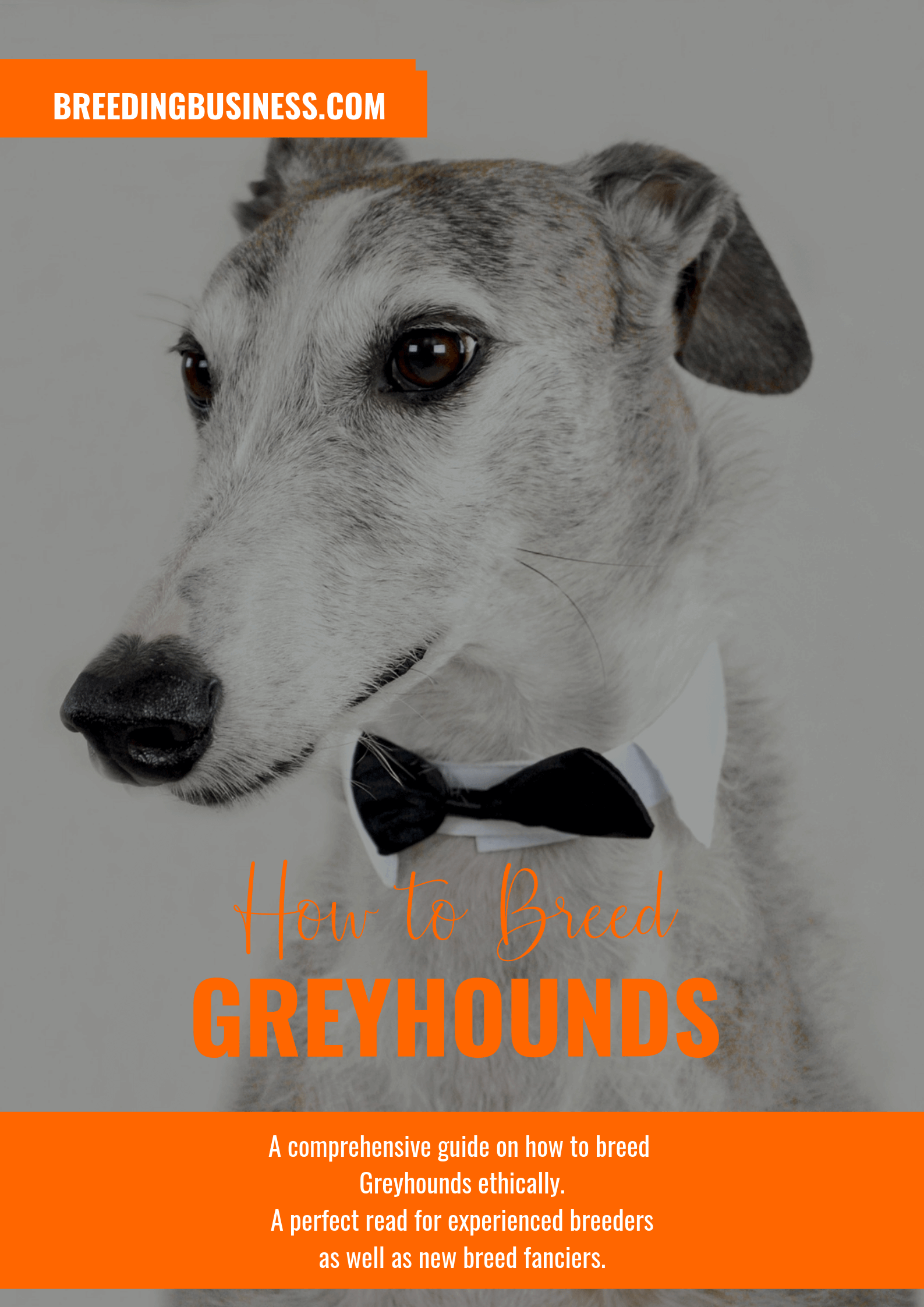 breeding Greyhounds