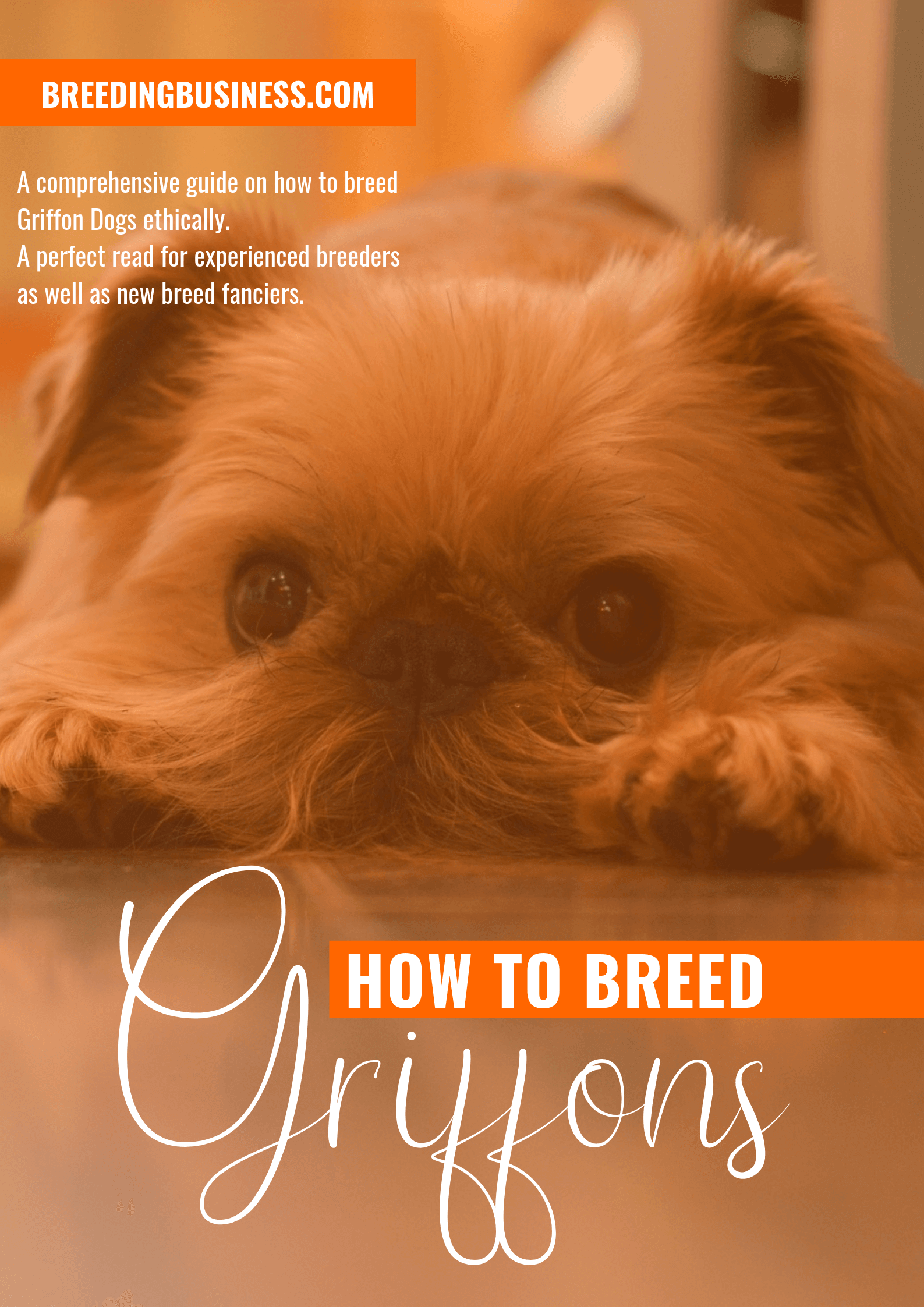 breeding Griffons