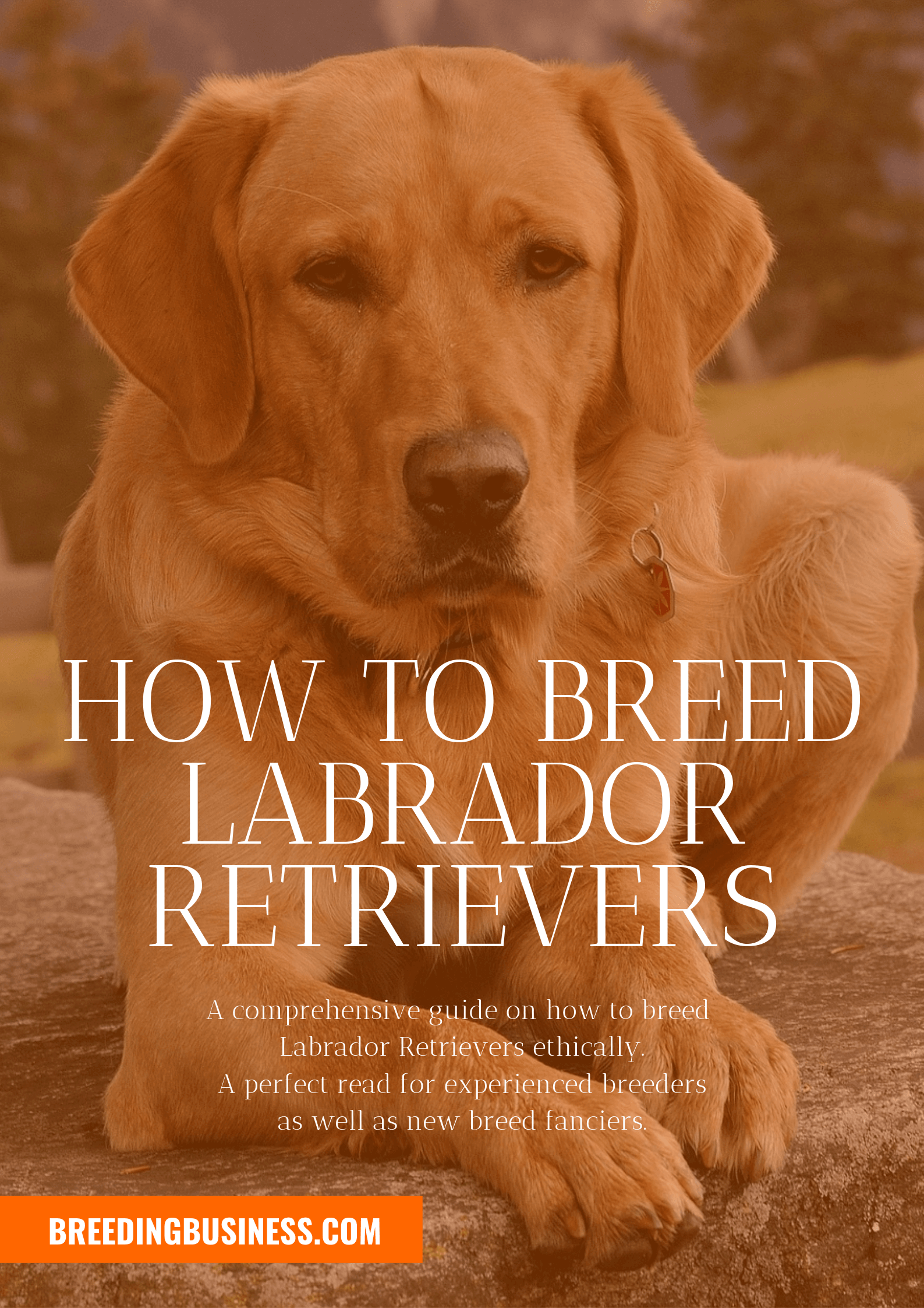 breeding Labrador Retrievers
